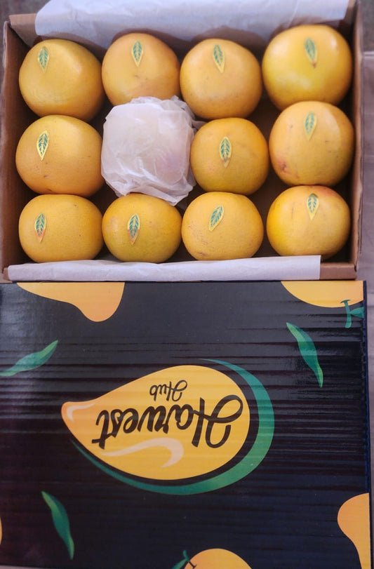 Premium Quality Grapefruit Box 5kg Each.